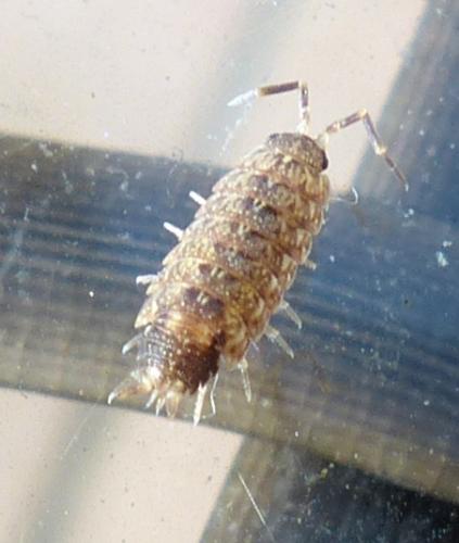 Acaeroplastes melanurus